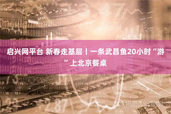 启兴网平台 新春走基层丨一条武昌鱼20小时“游”上北京餐桌